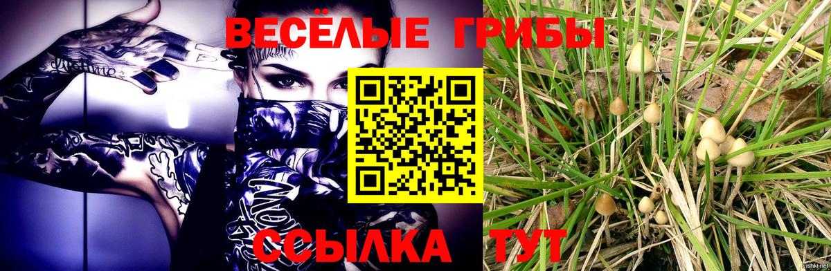 Псилоцибиновые грибы Psilocybe Белогорск